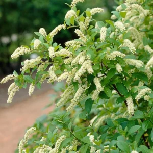 Henry's Garnet Virginia Sweetspire Live Plant – 4in Pot, Red Fall Foliage, Fragrant Blooms - Image 1