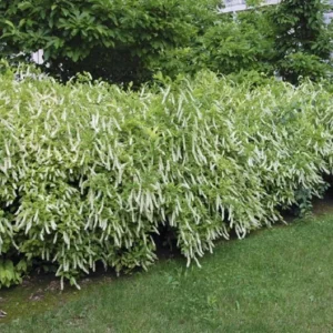 Henry's Garnet Virginia Sweetspire Live Plant – 4in Pot, Red Fall Foliage, Fragrant Blooms - Image 5