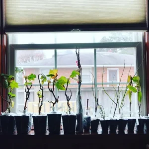 Henry's Garnet Virginia Sweetspire Live Plant – 4in Pot, Red Fall Foliage, Fragrant Blooms - Image 6