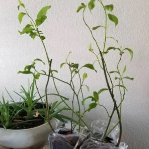 Henry's Garnet Virginia Sweetspire Live Plant – 4in Pot, Red Fall Foliage, Fragrant Blooms - Image 7