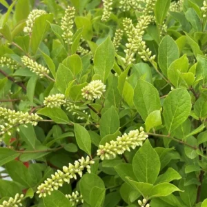 Henry's Garnet Virginia Sweetspire Live Plant – 4in Pot, Red Fall Foliage, Fragrant Blooms - Image 8