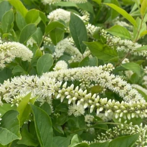 Henry's Garnet Virginia Sweetspire Live Plant – 4in Pot, Red Fall Foliage, Fragrant Blooms - Image 9