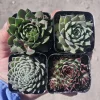 Hens and Chicks Sempervivum Succulent Bundle Live Plant - Assorted 2in Pots Outdoor - Image 1
