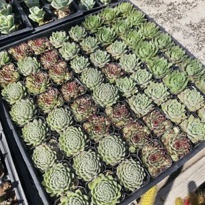 Hens and Chicks Sempervivum Succulent Bundle Live Plant - Assorted 2in Pots Outdoor - Image 2