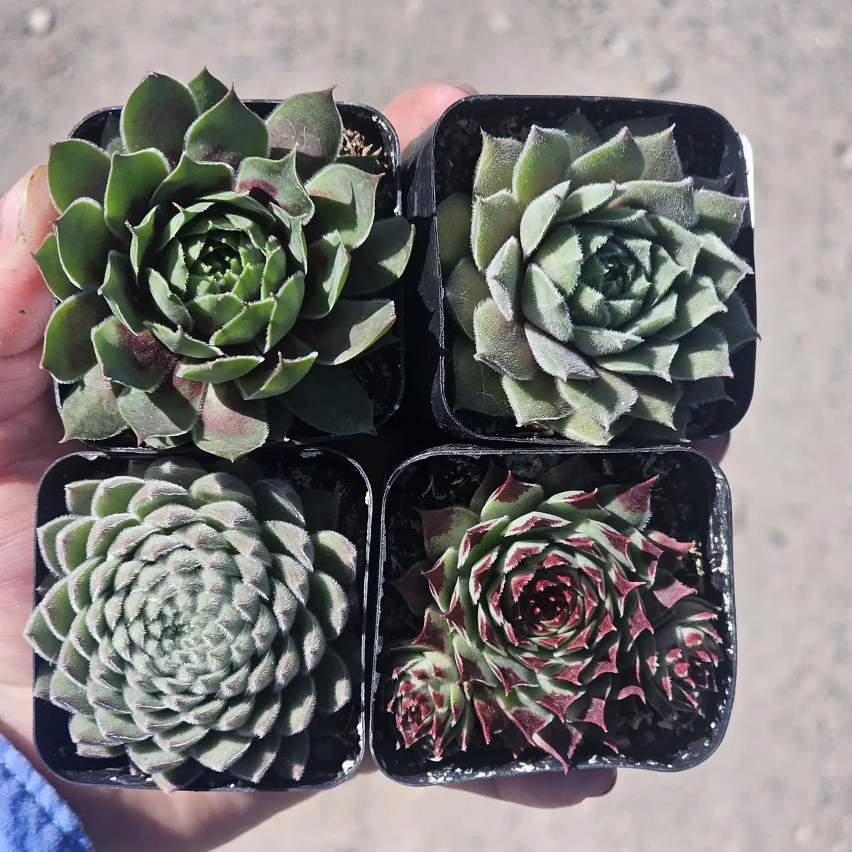 Hens and Chicks Sempervivum Succulent Bundle Live Plant - Assorted 2in Pots Outdoor - Image 3