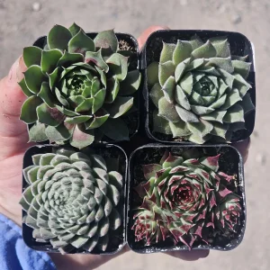 Hens and Chicks Sempervivum Succulent Bundle Live Plant - Assorted 2in Pots Outdoor - Image 1