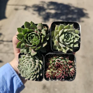 Hens and Chicks Sempervivum Succulent Bundle Live Plant - Assorted 2in Pots Outdoor - Image 4