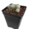 Hens & Chicks Live Plant - Sempervivum Succulent for Rock Gardens - 2.5" Pot - Image 1