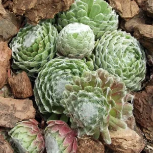 Hens & Chicks Live Plant - Sempervivum Succulent for Rock Gardens - 2.5
