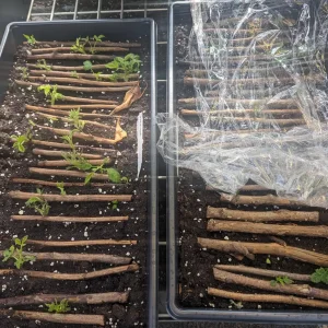 Heritage Red Raspberry Bare Root Plant - 1-Year-Old Everbearing Cane - Image 4