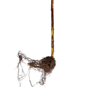 Heritage Red Raspberry Bare Root Plant - 1-Year-Old Everbearing Cane - Image 6