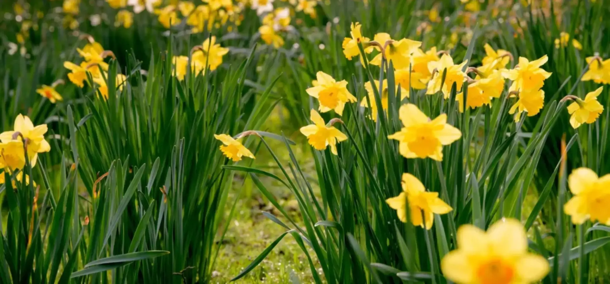 hero-banner-gardenplantnursery