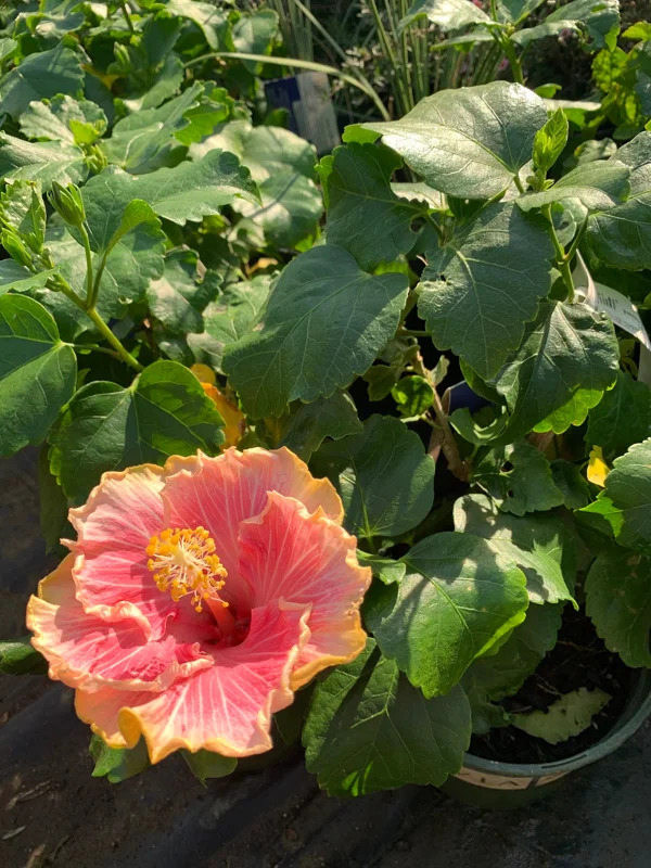 Hibiscus C'est Bon Cajun Live Plant – 6 inch Pot – Tropical Outdoor Shrub - Image 2