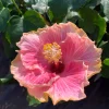 Hibiscus C'est Bon Cajun Live Plant – 6 inch Pot – Tropical Outdoor Shrub - Image 1