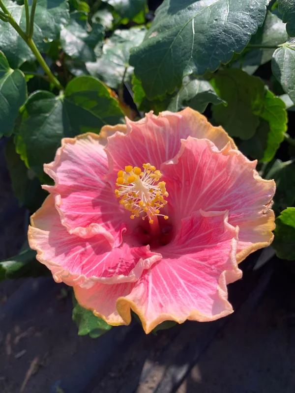 Hibiscus C'est Bon Cajun Live Plant – 6 inch Pot – Tropical Outdoor Shrub - Image 1