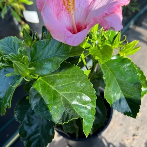 Hibiscus Hollywood Trophy Wife Live Plant - 6 inch Pot - Outdoor Shrub - Image 2