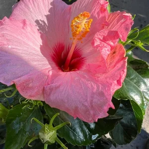 Hibiscus Hollywood Trophy Wife Live Plant - 6 inch Pot - Outdoor Shrub - Image 1