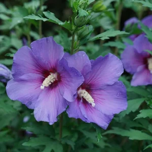 Hibiscus Live Plant Collection - 3 Plants 4 inch Pots - Violet, Rouge, Adorned - Image 1