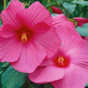 pink hibiscus 4