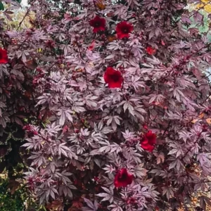 Hibiscus Mahogany Splendor in 4" Pot – Live Tropical Ornamental Plant - Image 2