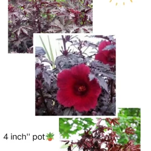 Hibiscus Mahogany Splendor in 4" Pot – Live Tropical Ornamental Plant - Image 3