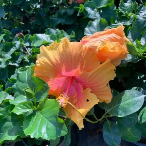 Hibiscus 'The Path' Live Plant – 6 Inch Pot – 1ft Tall – Yellow & Pink Flowers - Image 2