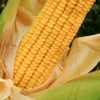 Hickory King Heirloom Corn Seeds - 300 Huge Kernel Yellow Organic Zea Mays - Image 1