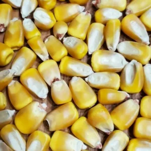 Hickory King Heirloom Corn Seeds - 300 Huge Kernel Yellow Organic Zea Mays - Image 5