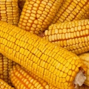 Hickory King Heirloom Corn Seeds - 300 Huge Kernel Yellow Organic Zea Mays - Image 6