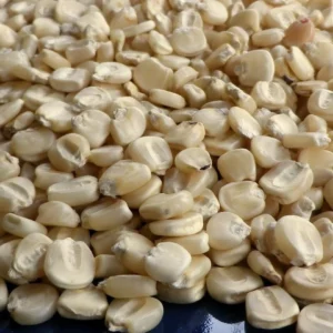 Hickory King White Corn Seeds - 1 Pound Organic Heirloom Flour Hominy Non-GMO - Image 2