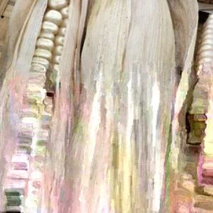 Hickory King White Dent Corn Seeds - 1/2 lb Organic Heirloom Non-GMO Tortilla Flour - Image 5