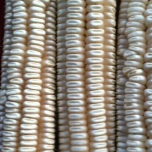 Hickory King White Dent Corn Seeds - Organic Heirloom, Non-GMO, 300 Seeds, Outdoor - Image 2