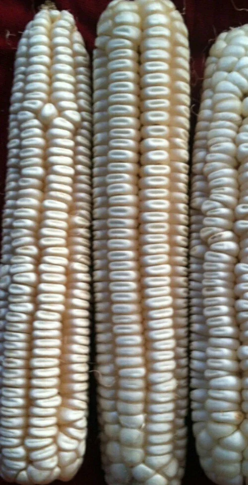 Hickory King White Dent Corn Seeds - Organic Heirloom, Non-GMO, 300 Seeds, Outdoor - Image 2