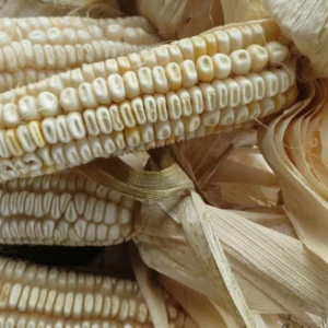 Hickory King White Dent Corn Seeds - Organic Heirloom, Non-GMO, 300 Seeds, Outdoor - Image 6