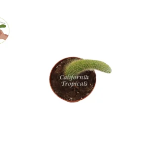 Hildewintera Colademononis Monkey Tail Cactus Live Plant - 4 inch Pot - Image 2