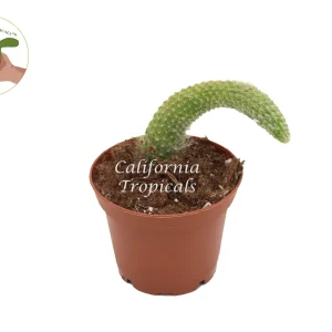 Hildewintera Colademononis Monkey Tail Cactus Live Plant - 4 inch Pot - Image 1