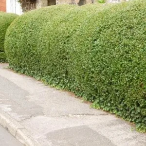 Hills Privet Bare-Root Plant - 25 Pack, 12'' Tall Hedge Shrub, Outdoor - Image 3