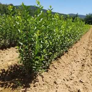 Hills Privet Bare-Root Plant - 25 Pack, 12'' Tall Hedge Shrub, Outdoor - Image 1