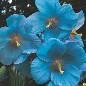 Himalayan Blue Poppy Flower Seeds - Perennial, Outdoor, Full Sun - Image 8