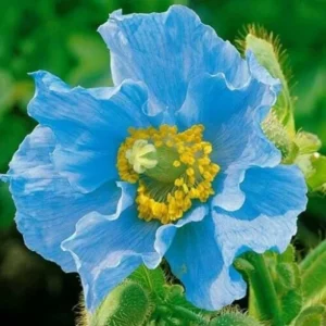 Himalayan Blue Poppy Meconopsis Grandis Seeds - Perennial Flowering - 200 Seeds - Image 3