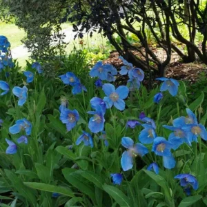 Himalayan Blue Poppy Meconopsis Grandis Seeds - Perennial Flowering - 200 Seeds - Image 5