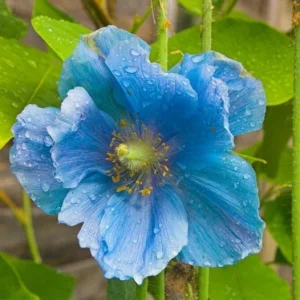 Himalayan Blue Poppy Meconopsis Grandis Seeds - Perennial Flowering - 200 Seeds - Image 9