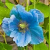 Himalayan Blue Poppy Meconopsis Seeds - Perennial Flowering Plant - 5000 Seeds - Image 1