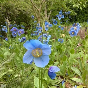 Himalayan Blue Poppy Seeds - Meconopsis Grandis Perennial Flower Seeds - Blue Flowering, Easy Grow - Image 6