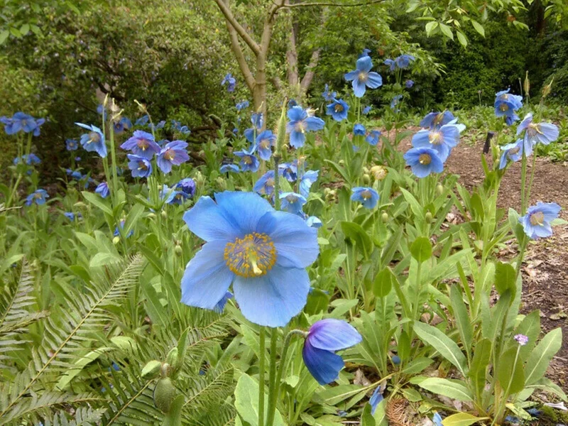 Himalayan Blue Poppy Seeds - Meconopsis Grandis - Perennial Flowering 200 Seeds - Image 7