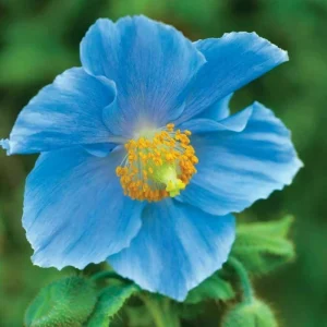 Himalayan Blue Poppy Seeds - Meconopsis Grandis - Perennial Flowering 200 Seeds - Image 9