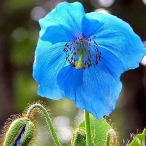 Himalayan Blue Poppy Seeds (Meconopsis) - Perennial Flowering for Home Garden - Image 2