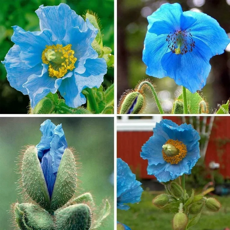 Himalayan Blue Poppy Seeds - Meconopsis Perennial Flowering Seeds, Blue, 500 Seeds - Image 5