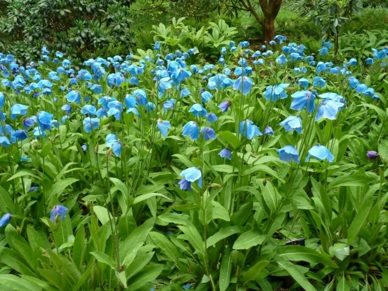 Himalayan Blue Poppy Seeds (Meconopsis) - Perennial Flowering for Home Garden - Image 7