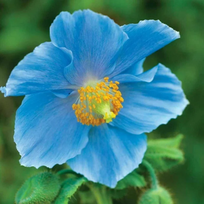 Himalayan Blue Poppy Seeds - Meconopsis Perennial Flowering Seeds, Blue, 500 Seeds - Image 9